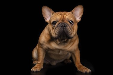 Fransız buldozer siyah yalıtılmış zemin