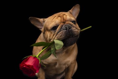 Fransız bulldog 'u, siyah izole bir arka planda, elinde bir gülle.
