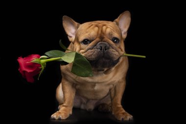Fransız bulldog 'u, siyah izole bir arka planda, elinde bir gülle.