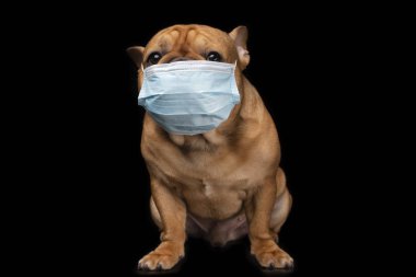 Doktor kostümlü Fransız bulldog siyah izole arka planda