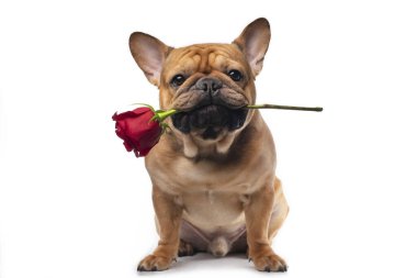 Beyaz izole edilmiş arka planda kırmızı gül olan Fransız bulldog 'u.