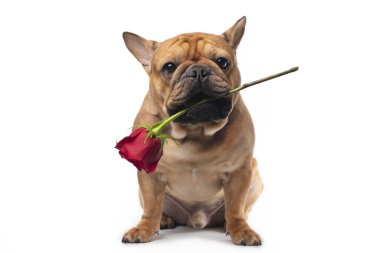 Beyaz izole edilmiş arka planda kırmızı gül olan Fransız bulldog 'u.