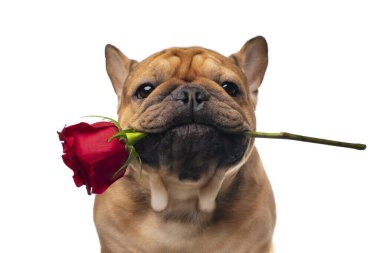 Beyaz izole edilmiş arka planda kırmızı gül olan Fransız bulldog 'u.
