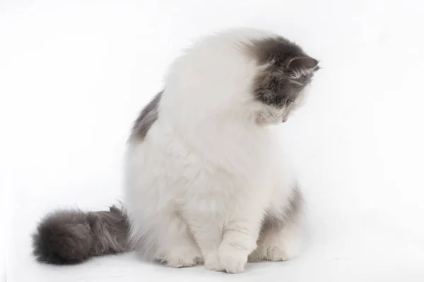 Gatto peloso su uno sfondo bianco isolato — Foto Stock