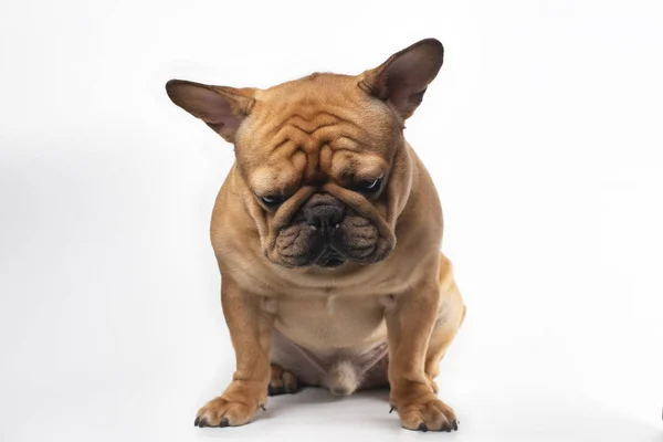 Schuldige französische Bulldogge auf weißem Hintergrund — Stockfoto