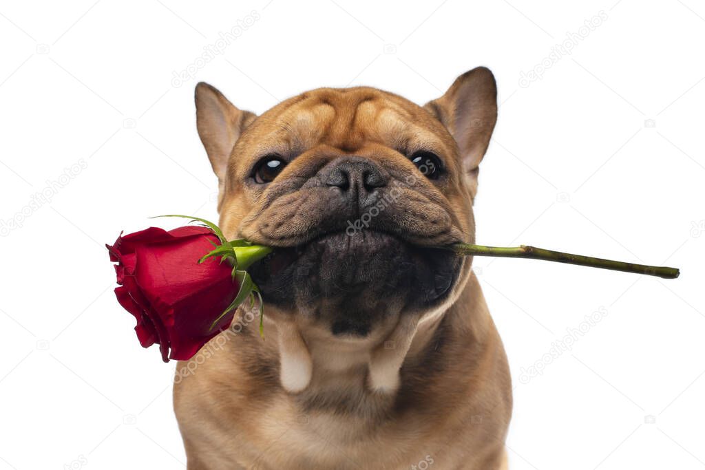 French bulldog with a red rose on a white isolated background