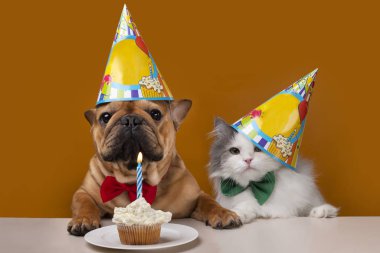 Sarı izole edilmiş arka plandaki kedi ve köpek doğum gününü kutluyor.
