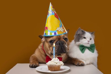 Sarı izole edilmiş arka plandaki kedi ve köpek doğum gününü kutluyor.