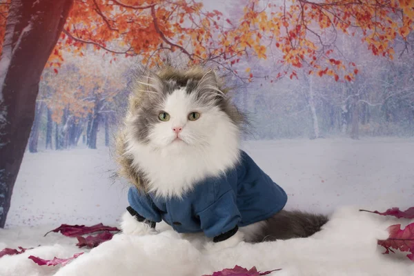 Gato en una chaqueta de invierno camina en el parque — Foto de Stock