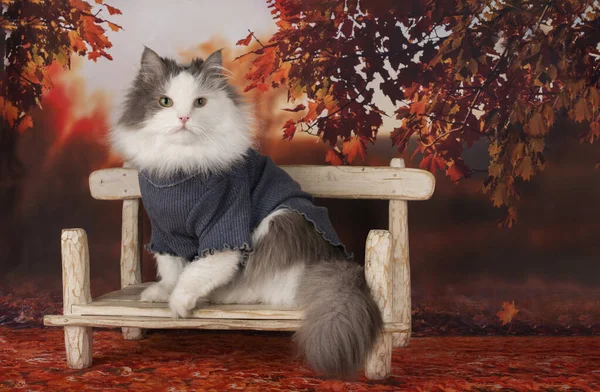 Kot w badlonie spoczywa na ławce w jesienny dzień — Zdjęcie stockowe
