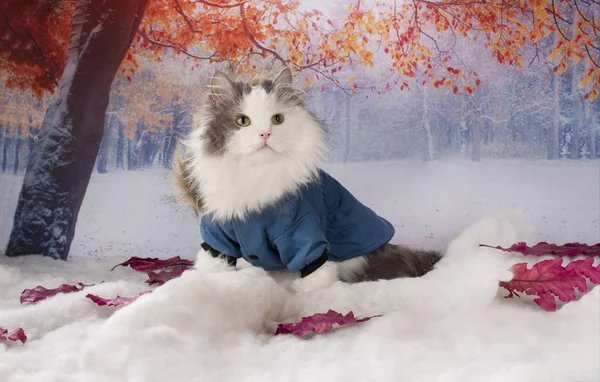 Cat in a winter jacket walks in the park — 스톡 사진