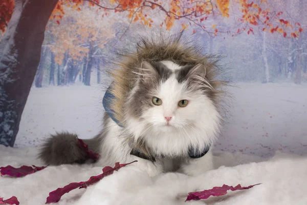 Gato em uma jaqueta de inverno caminha no parque — Fotografia de Stock