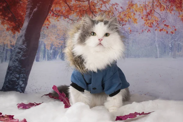 Cat in a winter jacket walks in the park — 스톡 사진