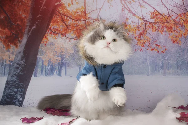 Kot w zimowej kurtce spaceruje po parku — Zdjęcie stockowe