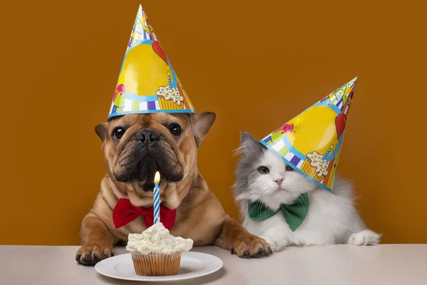 Cane e gatto su uno sfondo giallo isolato festeggiare il compleanno — Foto Stock