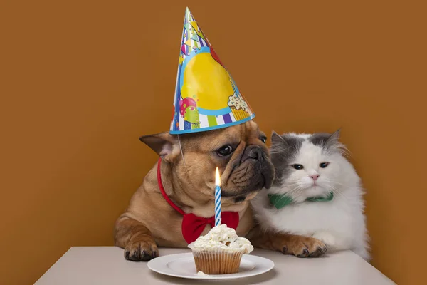 Cão e gato em um fundo isolado amarelo comemorar aniversário — Fotografia de Stock