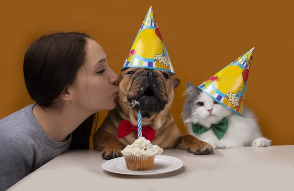 Menina beija um cão, menina com seu bulldog francês e gato em um yel — Fotografia de Stock