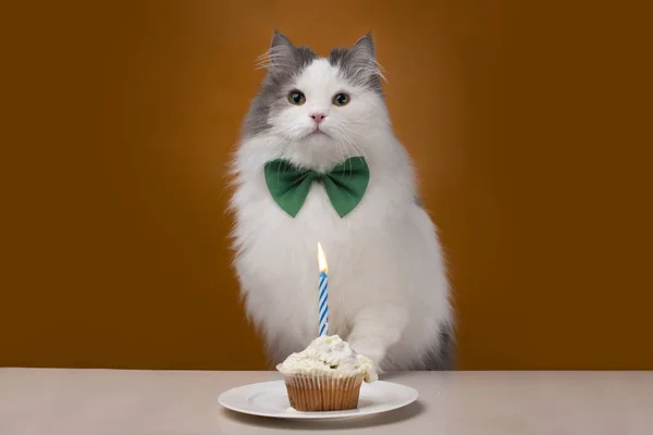 Пухнастий кіт відзначає свій день народження на жовтому ізольованому фоні — стокове фото