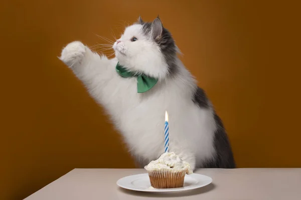 Пушистый кот празднует свой день рождения на желтой изолированной backgrou — стоковое фото