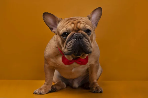 Französische Bulldogge auf gelbem Hintergrund — Stockfoto