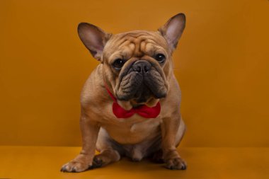 Sarı izole edilmiş arka planda Fransız bulldog köpeği.