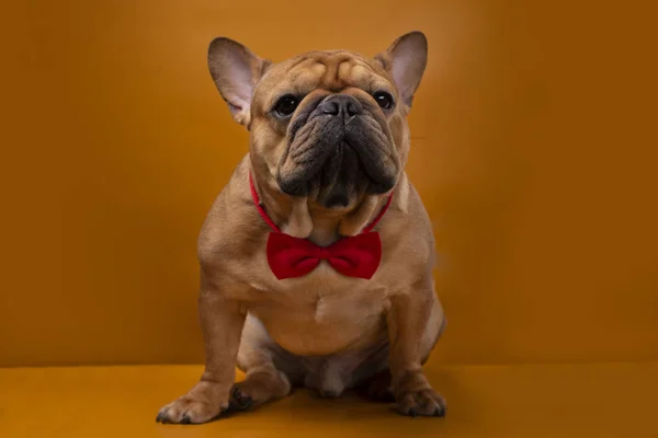 Franse Bulldog Hond Een Gele Geïsoleerde Achtergrond — Stockfoto