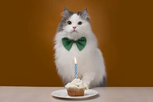 Gato Fofo Comemora Seu Aniversário Fundo Isolado Amarelo — Fotografia de Stock