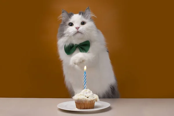 ふわふわの猫は黄色の孤立した背景で誕生日を祝います — ストック写真