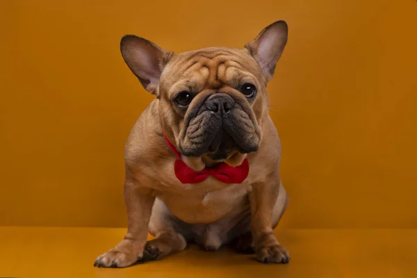 Franse Bulldog Hond Een Gele Geïsoleerde Achtergrond — Stockfoto