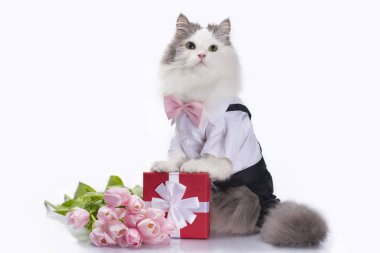 Beyaz kabarık bir kedi, pembe lalelerle dolu bir buket ve beyaz izole bir arka planı olan kırmızı bir kutu.