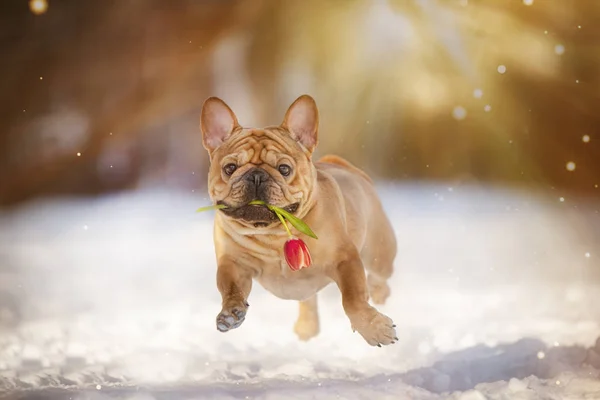 French Bulldog Runs Red Tulip Teeth Sunny Winter Day — Stock Photo, Image