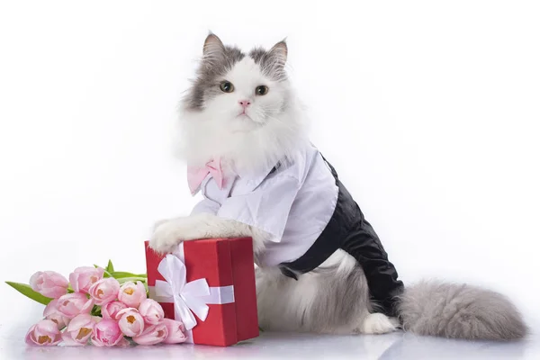 Witte Pluizige Kat Met Een Boeket Van Roze Tulpen Een — Stockfoto