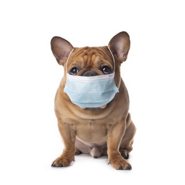 Tıbbi maskeli Fransız bulldog beyaz izole bir arka planda