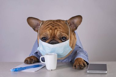 Fransız Bulldog 'u salgın sırasında iş yerinde maske takıyor.
