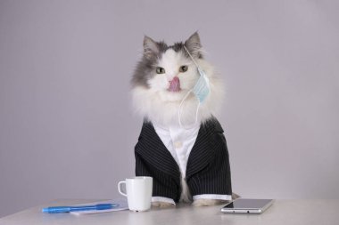 İş yerinde salgın sırasında maske takan tüylü kedi.
