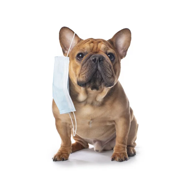 Tıbbi Maskeli Fransız Bulldog Beyaz Izole Bir Arka Planda — Stok fotoğraf