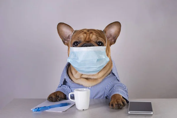 French Bulldog Medical Mask Workplace Pandemic — Stock Photo, Image