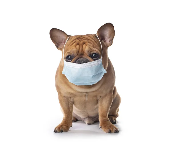 French Bulldog Medical Mask White Isolated Background — Stock Photo, Image