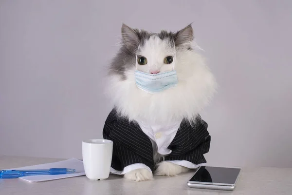 Αφράτη Γάτα Ιατρική Μάσκα Στο Χώρο Εργασίας Κατά Διάρκεια Πανδημίας — Φωτογραφία Αρχείου