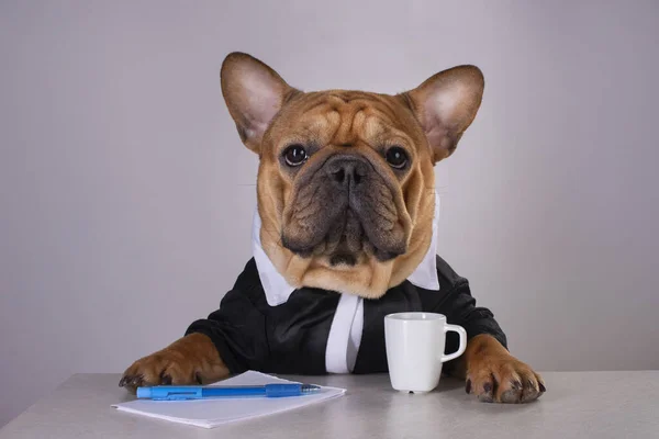 Französische Bulldogge Medizinischer Maske Bei Pandemie Arbeitsplatz — Stockfoto