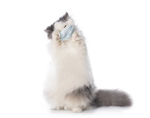 Puszysty Kot Masce Medycznej Białym Izolowanym Tle Pandemia Koronowirusa — Zdjęcie stockowe