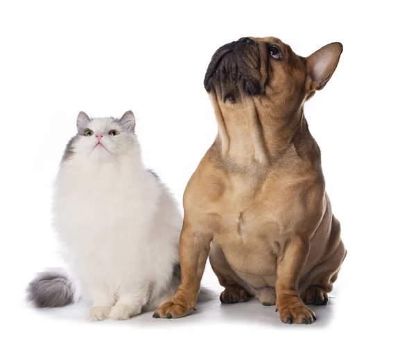 Pluizige Kat Hond Franse Bulldog Een Witte Geïsoleerde Achtergrond — Stockfoto