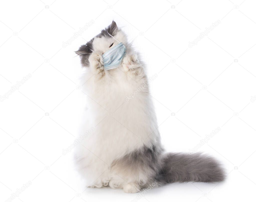 fluffy cat in a medical mask on a white isolated background, coronovirus pandemic