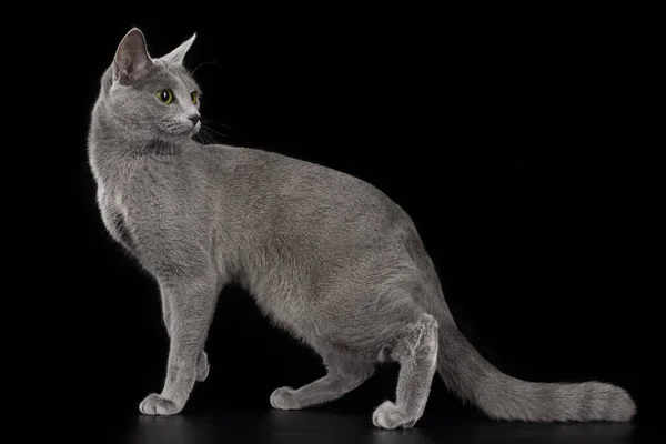 Russian Blue Cat Black Isolated Background — Stock Photo, Image