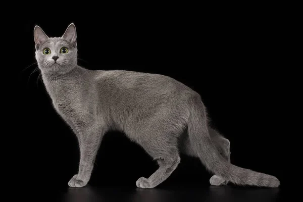 Ρωσική Μπλε Γάτα Μαύρο Απομονωμένο Φόντο — Φωτογραφία Αρχείου