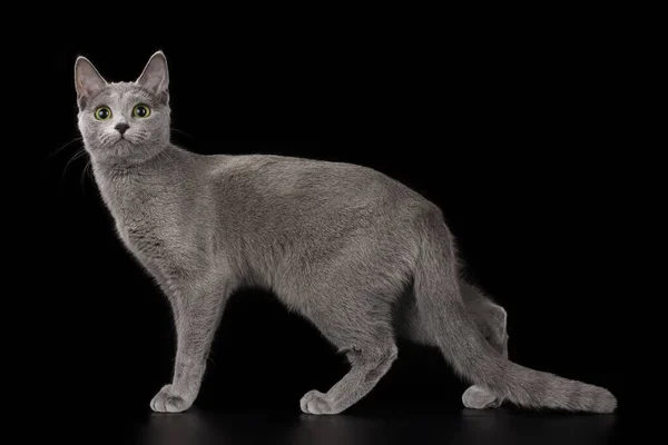 Russian Blue Cat Black Isolated Background — Stock Photo, Image