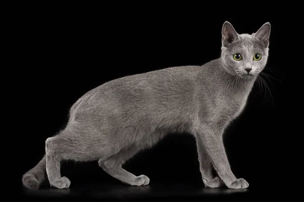 Russo Gato Azul Fundo Isolado Preto — Fotografia de Stock