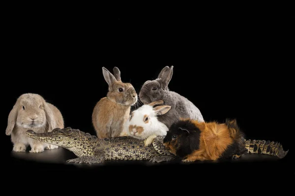 Kaninchen Meerschweinchen Und Krokodile Auf Schwarzem Hintergrund — Stockfoto