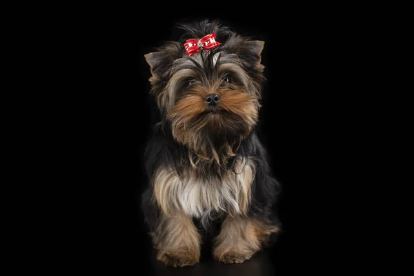 Yorkshire Terrier Puppy Zwart Geïsoleerde Achtergrond — Stockfoto