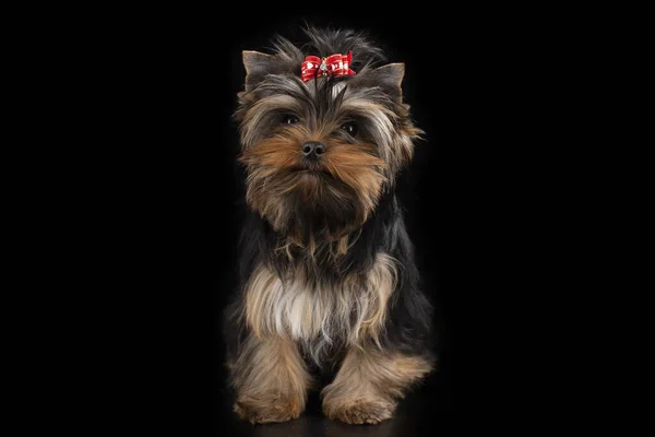 Yorkshire Terrier Puppy Zwart Geïsoleerde Achtergrond — Stockfoto